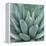 Agave Plant-Micha Pawlitzki-Framed Premier Image Canvas