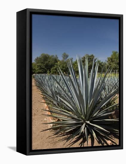 Agave Plants from Which Tequila Is Made, Hacienda San Jose Del Refugio, Amatitan, Jalisco-Richard Maschmeyer-Framed Premier Image Canvas