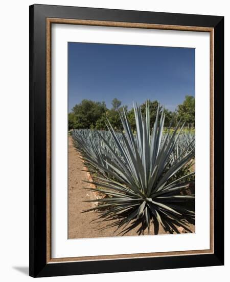 Agave Plants from Which Tequila Is Made, Hacienda San Jose Del Refugio, Amatitan, Jalisco-Richard Maschmeyer-Framed Photographic Print