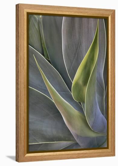 Agave Plants on the Island of Maui-Terry Eggers-Framed Premier Image Canvas