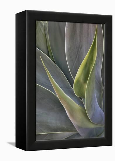 Agave Plants on the Island of Maui-Terry Eggers-Framed Premier Image Canvas