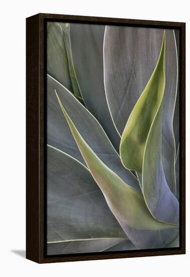 Agave Plants on the Island of Maui-Terry Eggers-Framed Premier Image Canvas