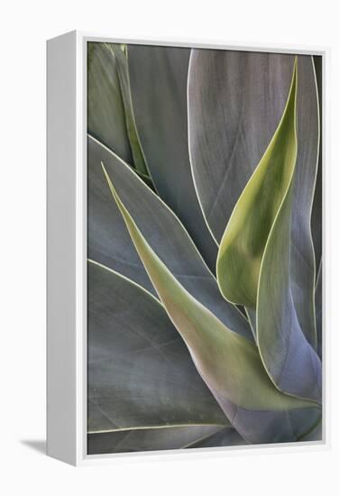 Agave Plants on the Island of Maui-Terry Eggers-Framed Premier Image Canvas