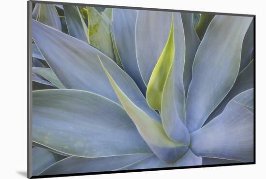 Agave Plants on the Island of Maui-Terry Eggers-Mounted Photographic Print