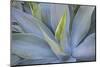 Agave Plants on the Island of Maui-Terry Eggers-Mounted Photographic Print