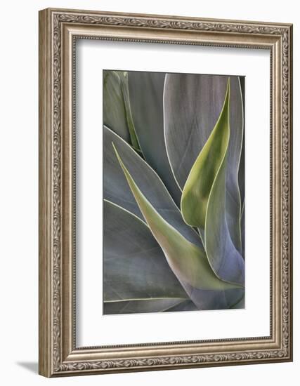 Agave Plants on the Island of Maui-Terry Eggers-Framed Photographic Print