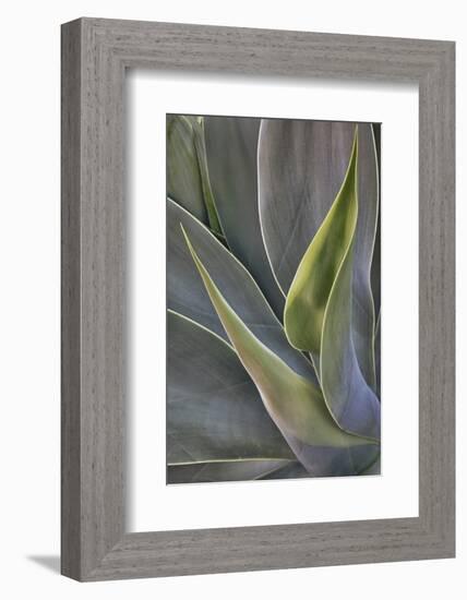 Agave Plants on the Island of Maui-Terry Eggers-Framed Photographic Print