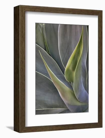 Agave Plants on the Island of Maui-Terry Eggers-Framed Photographic Print