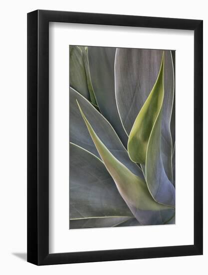 Agave Plants on the Island of Maui-Terry Eggers-Framed Photographic Print