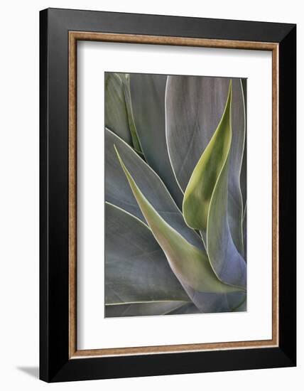 Agave Plants on the Island of Maui-Terry Eggers-Framed Photographic Print