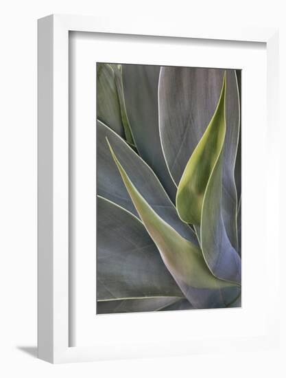 Agave Plants on the Island of Maui-Terry Eggers-Framed Photographic Print