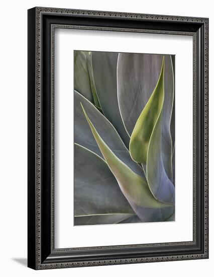 Agave Plants on the Island of Maui-Terry Eggers-Framed Photographic Print