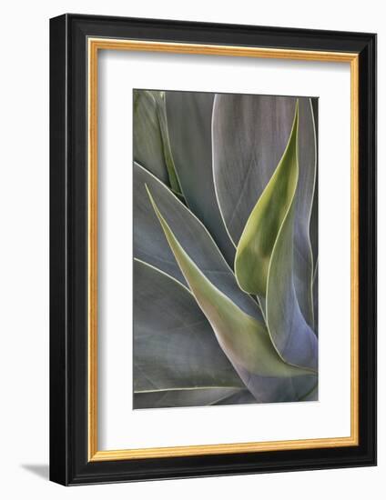 Agave Plants on the Island of Maui-Terry Eggers-Framed Photographic Print