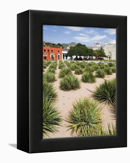 Agave Plants Used for Making Mezcal, Oaxaca City, Oaxaca, Mexico, North America-R H Productions-Framed Premier Image Canvas