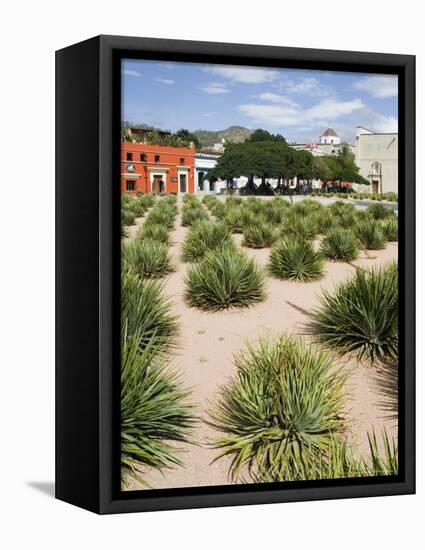 Agave Plants Used for Making Mezcal, Oaxaca City, Oaxaca, Mexico, North America-R H Productions-Framed Premier Image Canvas