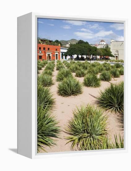 Agave Plants Used for Making Mezcal, Oaxaca City, Oaxaca, Mexico, North America-R H Productions-Framed Premier Image Canvas