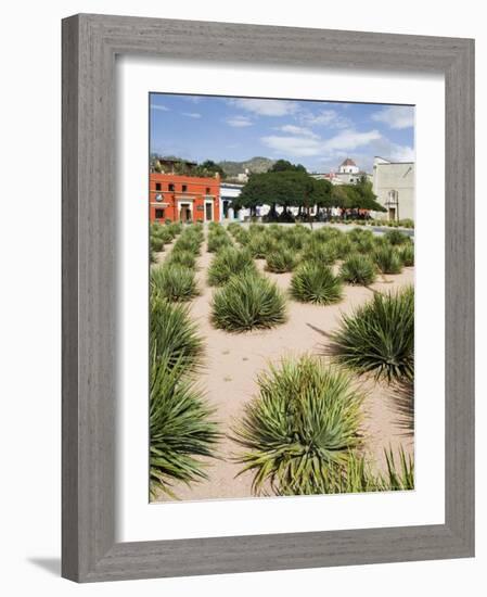 Agave Plants Used for Making Mezcal, Oaxaca City, Oaxaca, Mexico, North America-R H Productions-Framed Photographic Print