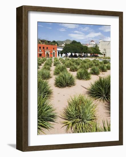 Agave Plants Used for Making Mezcal, Oaxaca City, Oaxaca, Mexico, North America-R H Productions-Framed Photographic Print