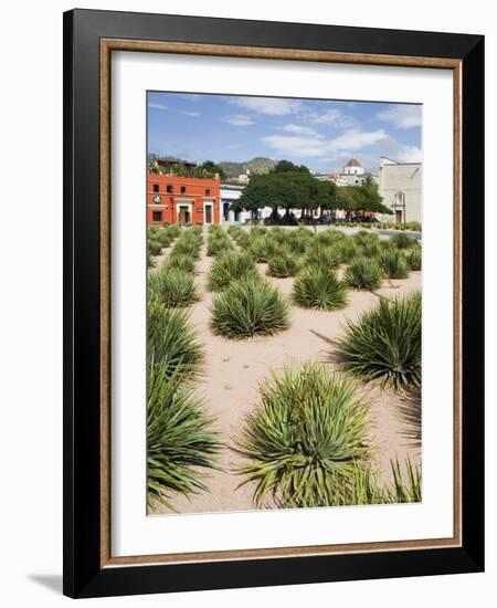 Agave Plants Used for Making Mezcal, Oaxaca City, Oaxaca, Mexico, North America-R H Productions-Framed Photographic Print