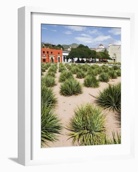 Agave Plants Used for Making Mezcal, Oaxaca City, Oaxaca, Mexico, North America-R H Productions-Framed Photographic Print