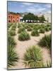 Agave Plants Used for Making Mezcal, Oaxaca City, Oaxaca, Mexico, North America-R H Productions-Mounted Photographic Print