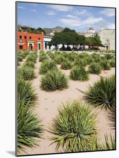 Agave Plants Used for Making Mezcal, Oaxaca City, Oaxaca, Mexico, North America-R H Productions-Mounted Photographic Print