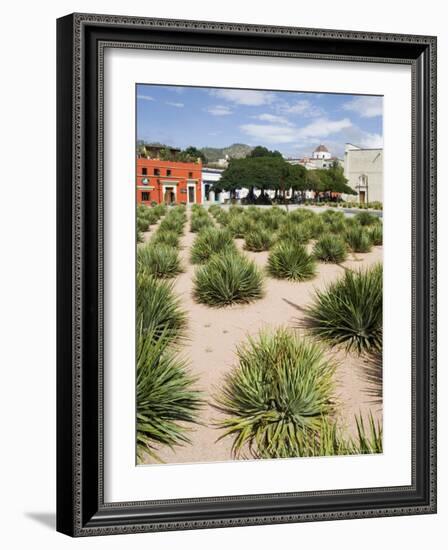 Agave Plants Used for Making Mezcal, Oaxaca City, Oaxaca, Mexico, North America-R H Productions-Framed Photographic Print