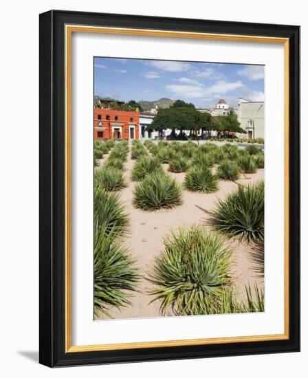 Agave Plants Used for Making Mezcal, Oaxaca City, Oaxaca, Mexico, North America-R H Productions-Framed Photographic Print