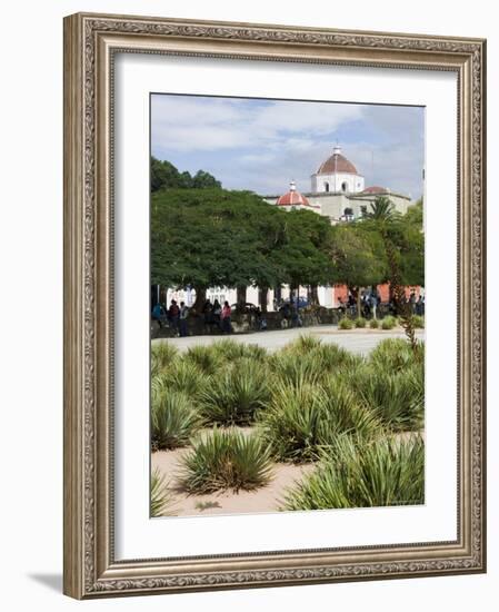 Agave Plants Used for Making Mezcal, Oaxaca City, Oaxaca, Mexico, North America-R H Productions-Framed Photographic Print