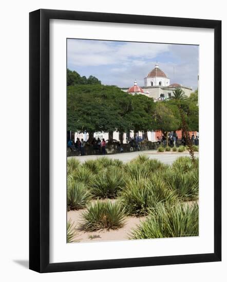 Agave Plants Used for Making Mezcal, Oaxaca City, Oaxaca, Mexico, North America-R H Productions-Framed Photographic Print