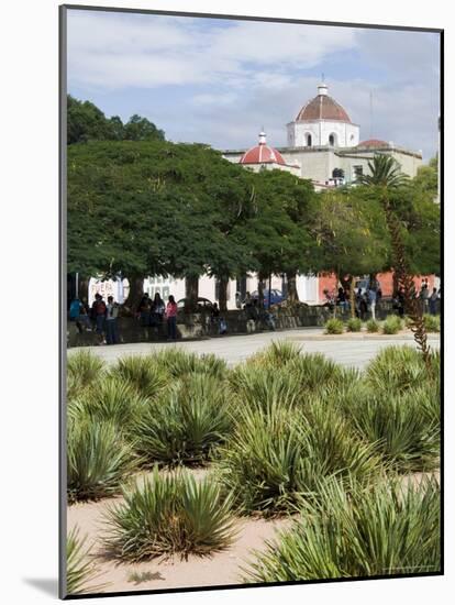 Agave Plants Used for Making Mezcal, Oaxaca City, Oaxaca, Mexico, North America-R H Productions-Mounted Photographic Print