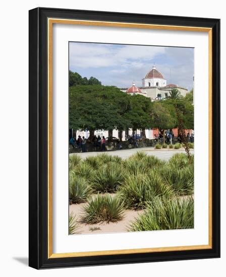 Agave Plants Used for Making Mezcal, Oaxaca City, Oaxaca, Mexico, North America-R H Productions-Framed Photographic Print