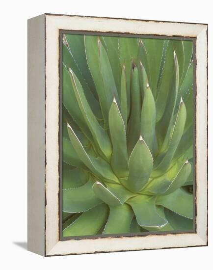 Agave, San Jose Del Cabo, Baja California Sur, Mexico-Rob Tilley-Framed Premier Image Canvas