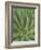 Agave, San Jose Del Cabo, Baja California Sur, Mexico-Rob Tilley-Framed Photographic Print