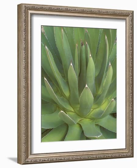 Agave, San Jose Del Cabo, Baja California Sur, Mexico-Rob Tilley-Framed Photographic Print