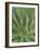 Agave, San Jose Del Cabo, Baja California Sur, Mexico-Rob Tilley-Framed Photographic Print