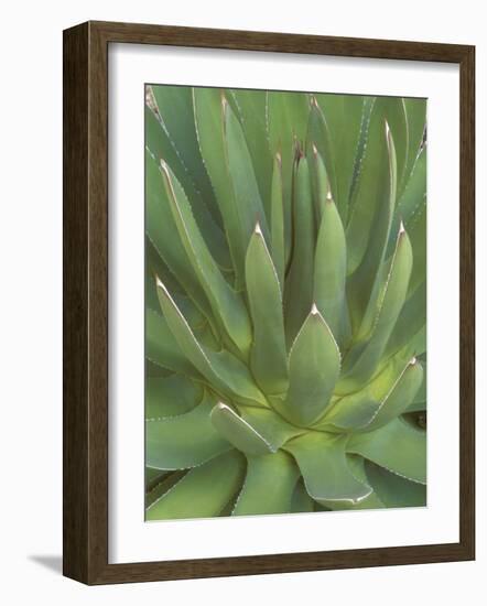 Agave, San Jose Del Cabo, Baja California Sur, Mexico-Rob Tilley-Framed Photographic Print