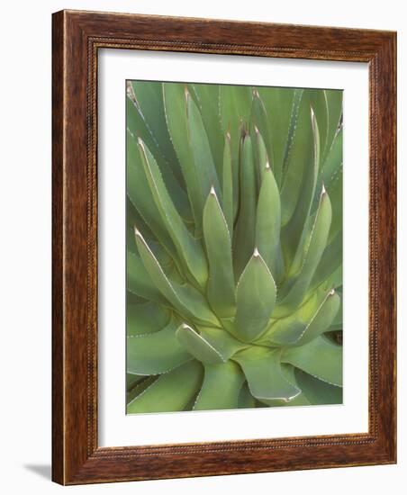 Agave, San Jose Del Cabo, Baja California Sur, Mexico-Rob Tilley-Framed Photographic Print