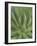 Agave, San Jose Del Cabo, Baja California Sur, Mexico-Rob Tilley-Framed Photographic Print