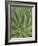 Agave, San Jose Del Cabo, Baja California Sur, Mexico-Rob Tilley-Framed Photographic Print