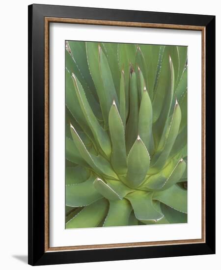 Agave, San Jose Del Cabo, Baja California Sur, Mexico-Rob Tilley-Framed Photographic Print