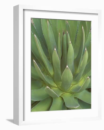 Agave, San Jose Del Cabo, Baja California Sur, Mexico-Rob Tilley-Framed Photographic Print