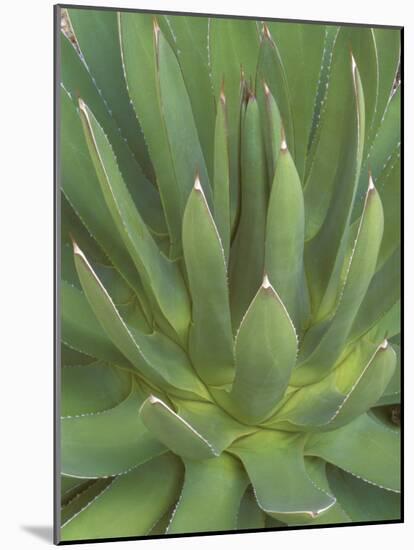 Agave, San Jose Del Cabo, Baja California Sur, Mexico-Rob Tilley-Mounted Photographic Print