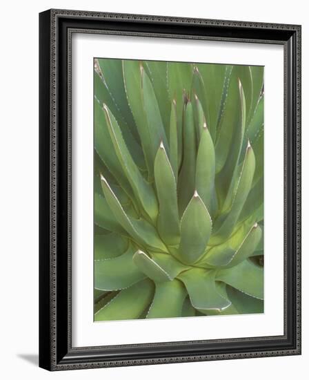 Agave, San Jose Del Cabo, Baja California Sur, Mexico-Rob Tilley-Framed Photographic Print