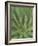 Agave, San Jose Del Cabo, Baja California Sur, Mexico-Rob Tilley-Framed Photographic Print