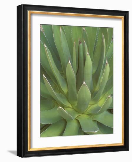 Agave, San Jose Del Cabo, Baja California Sur, Mexico-Rob Tilley-Framed Photographic Print