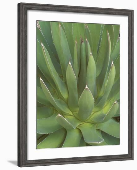 Agave, San Jose Del Cabo, Baja California Sur, Mexico-Rob Tilley-Framed Photographic Print