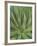 Agave, San Jose Del Cabo, Baja California Sur, Mexico-Rob Tilley-Framed Photographic Print