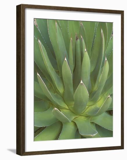 Agave, San Jose Del Cabo, Baja California Sur, Mexico-Rob Tilley-Framed Photographic Print