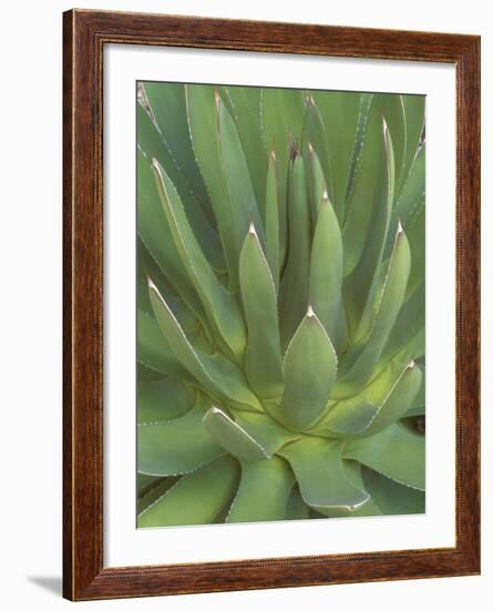 Agave, San Jose Del Cabo, Baja California Sur, Mexico-Rob Tilley-Framed Photographic Print